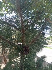 Pinus cembroides