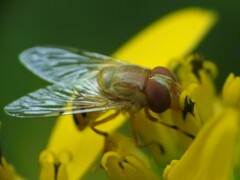 Copestylum sexmaculatum