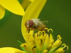 Copestylum sexmaculatum