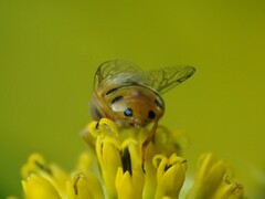 Copestylum sexmaculatum