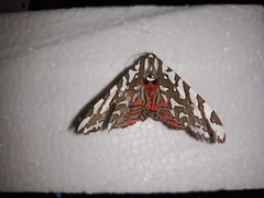 Arachnis dilecta