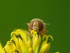 Copestylum sexmaculatum