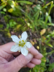 Parnassia fimbriata