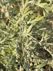 Artemisia absinthium