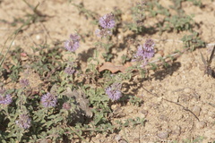 Mentha pulegium