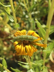 Heliothis
