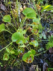 Parnassia fimbriata