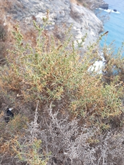 Salsola oppositifolia