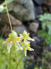 Parnassia fimbriata