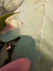 Neuroterus anthracinus