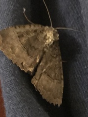 Mormo maura