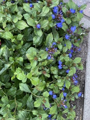 Ceratostigma