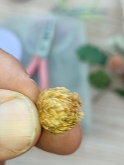 Andricus foecundatrix