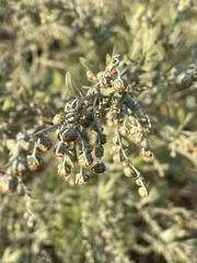 Artemisia absinthium