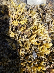 Fucus distichus