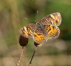 Phyciodes cocyta