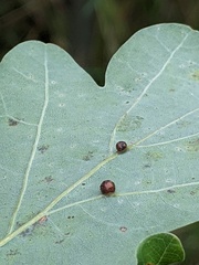 Neuroterus anthracinus