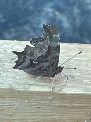 Polygonia