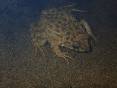 Glandirana rugosa