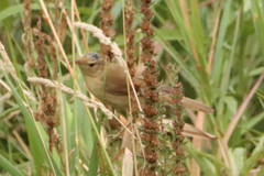 Acrocephalus palustris