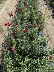 Antirrhinum majus