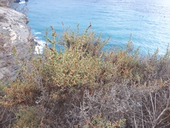 Salsola oppositifolia