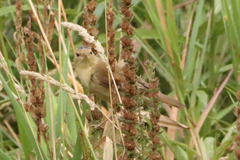 Acrocephalus palustris