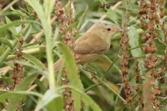 Acrocephalus palustris