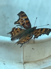 Polygonia