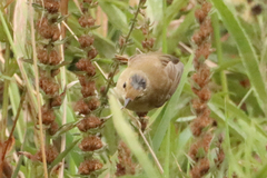 Acrocephalus palustris