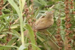 Acrocephalus palustris
