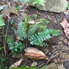 Bolbitis appendiculata