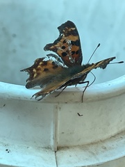 Polygonia
