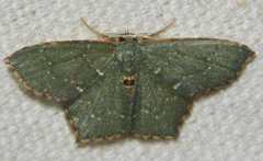 Chloropteryx tepperaria