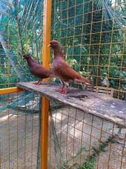 Columbidae