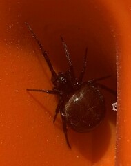 Steatoda borealis