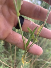 Oenothera filiformis