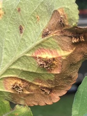 Gymnosporangium sabinae