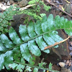 Bolbitis appendiculata