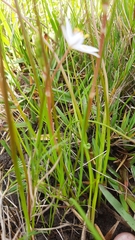 Trachyandra filiformis