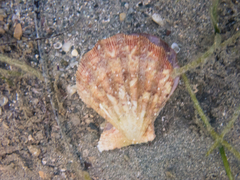 Manupecten pesfelis