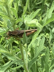 Melanoplini