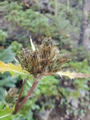 Cirsium osterhoutii