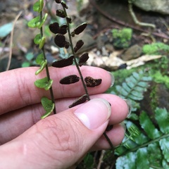 Bolbitis appendiculata