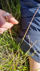 Trachyandra filiformis