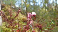 Vaccinium oxycoccos