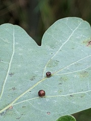 Neuroterus anthracinus