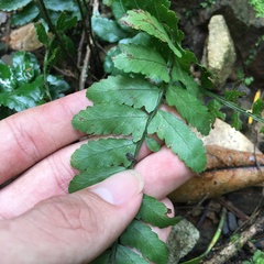 Bolbitis appendiculata