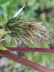 Cirsium osterhoutii