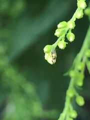Thaumatomyia